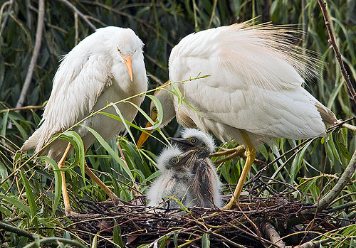 海獭会啪啪海豹宝宝？企鹅连大地都不放过？这些萌物的生活，可不只有卖萌而已