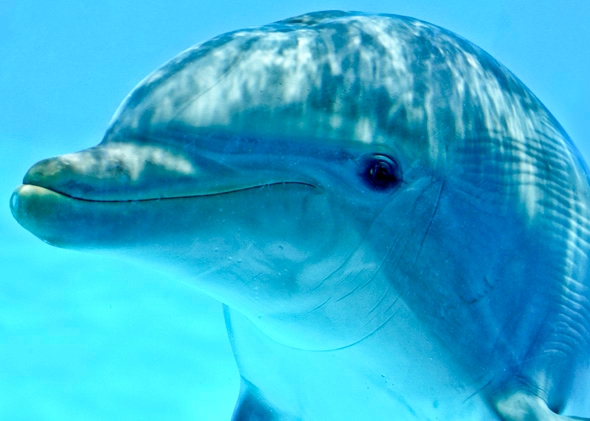 海獭会啪啪海豹宝宝？企鹅连大地都不放过？这些萌物的生活，可不只有卖萌而已