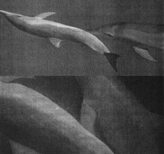 海獭会啪啪海豹宝宝？企鹅连大地都不放过？这些萌物的生活，可不只有卖萌而已