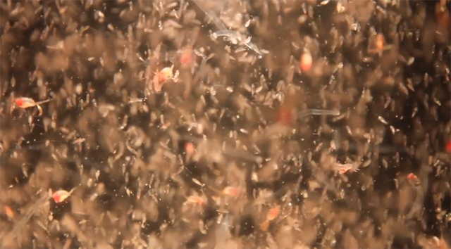 极夜大迁徙，以明月为号！