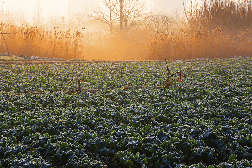 通城普降霜  田野白茫茫 (1).jpg