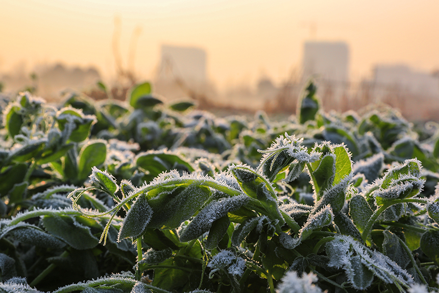 通城普降霜  田野白茫茫 (2).jpg