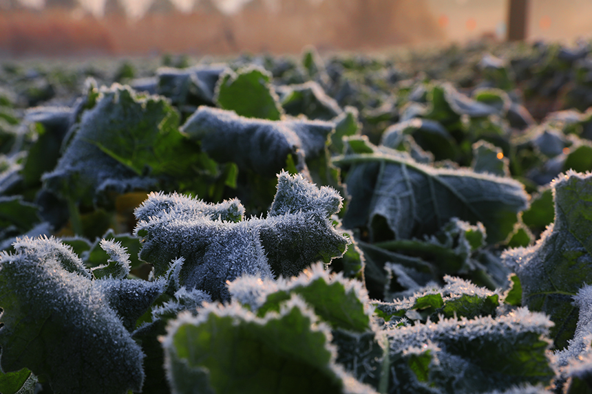 通城普降霜  田野白茫茫 (5).jpg