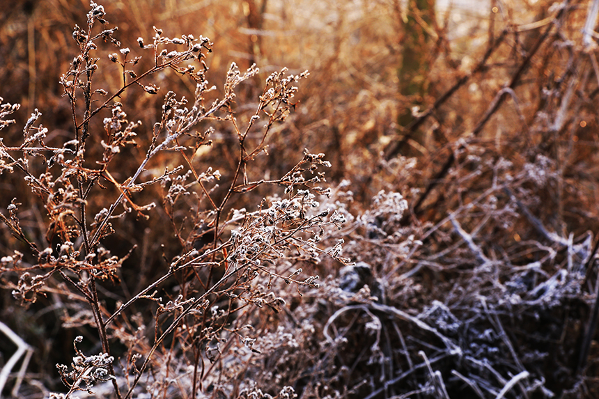 通城普降霜  田野白茫茫 (6).jpg