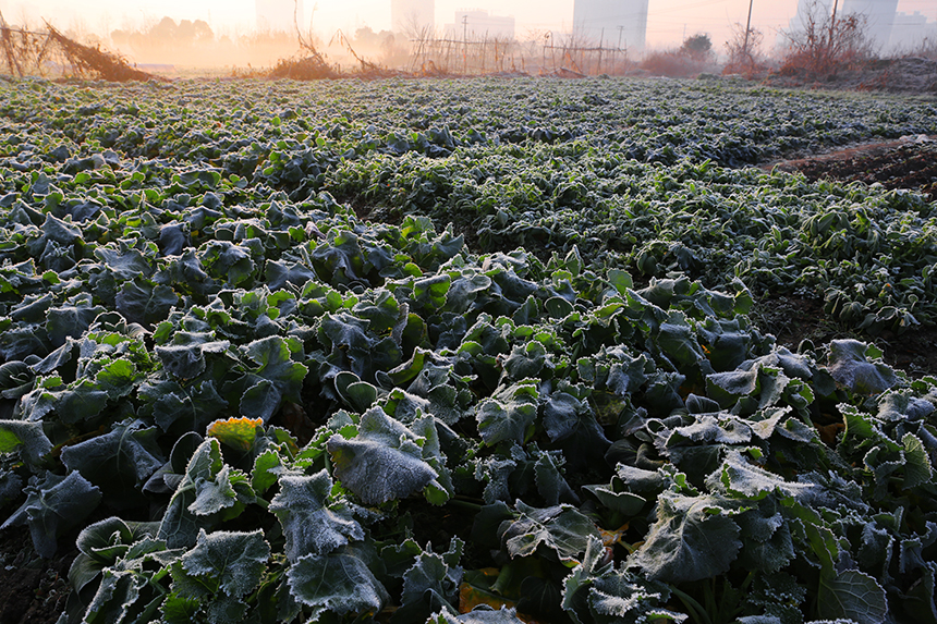 通城普降霜  田野白茫茫 (7).jpg