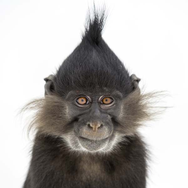 猴年里有位摄影师为30只猴子拍了肖像，让人和它们四目相对