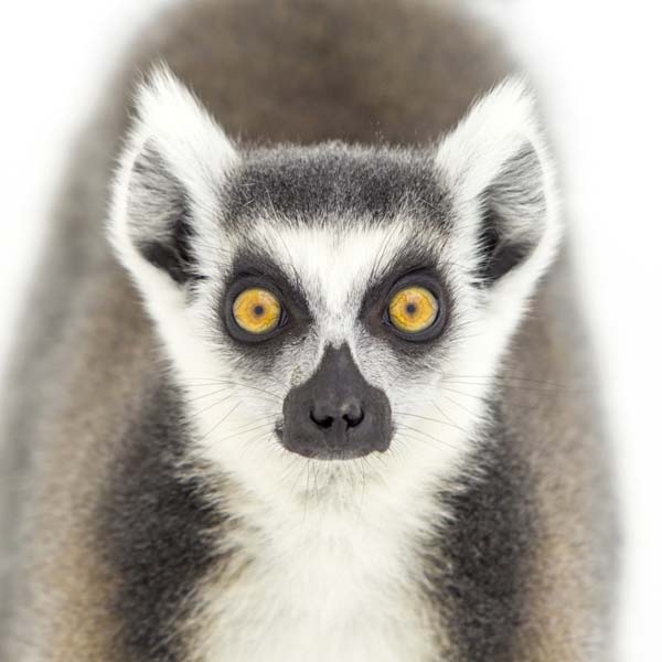 猴年里有位摄影师为30只猴子拍了肖像，让人和它们四目相对