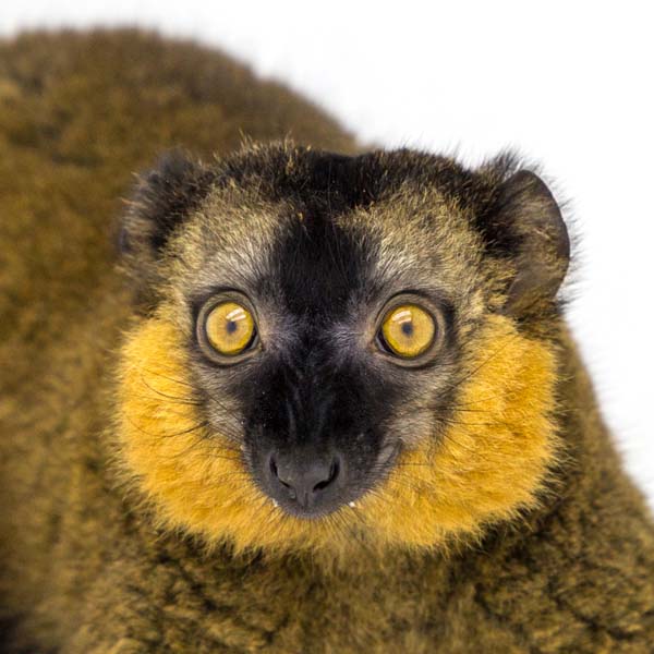 猴年里有位摄影师为30只猴子拍了肖像，让人和它们四目相对