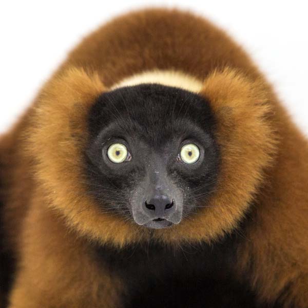 猴年里有位摄影师为30只猴子拍了肖像，让人和它们四目相对