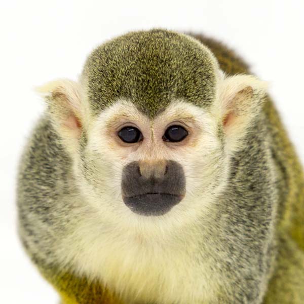 猴年里有位摄影师为30只猴子拍了肖像，让人和它们四目相对