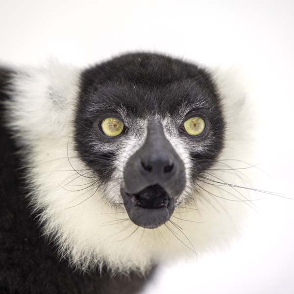 猴年里有位摄影师为30只猴子拍了肖像，让人和它们四目相对