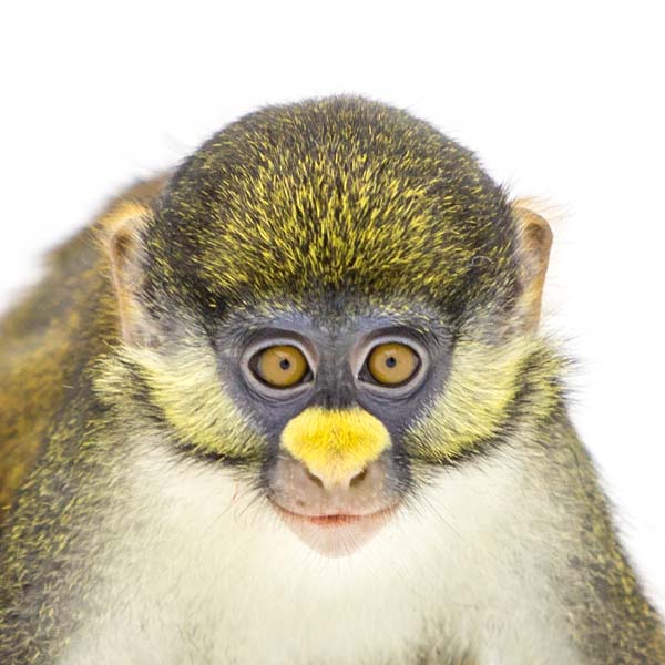 猴年里有位摄影师为30只猴子拍了肖像，让人和它们四目相对