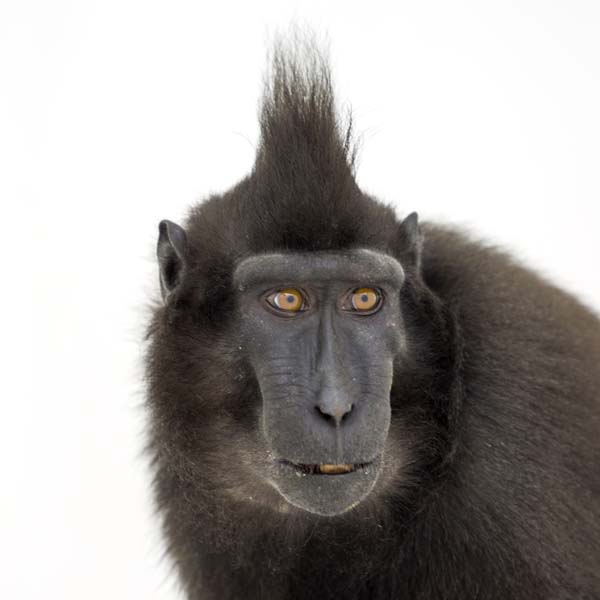 猴年里有位摄影师为30只猴子拍了肖像，让人和它们四目相对