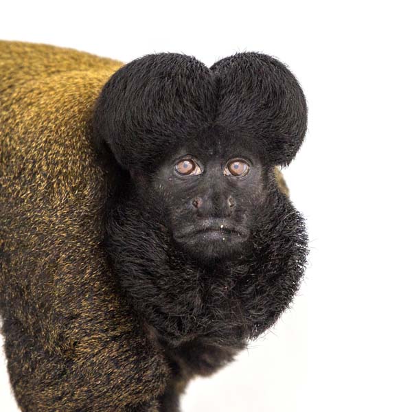 猴年里有位摄影师为30只猴子拍了肖像，让人和它们四目相对