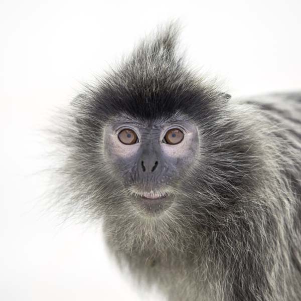 猴年里有位摄影师为30只猴子拍了肖像，让人和它们四目相对