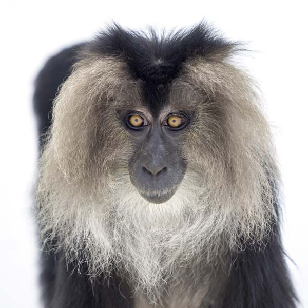 猴年里有位摄影师为30只猴子拍了肖像，让人和它们四目相对