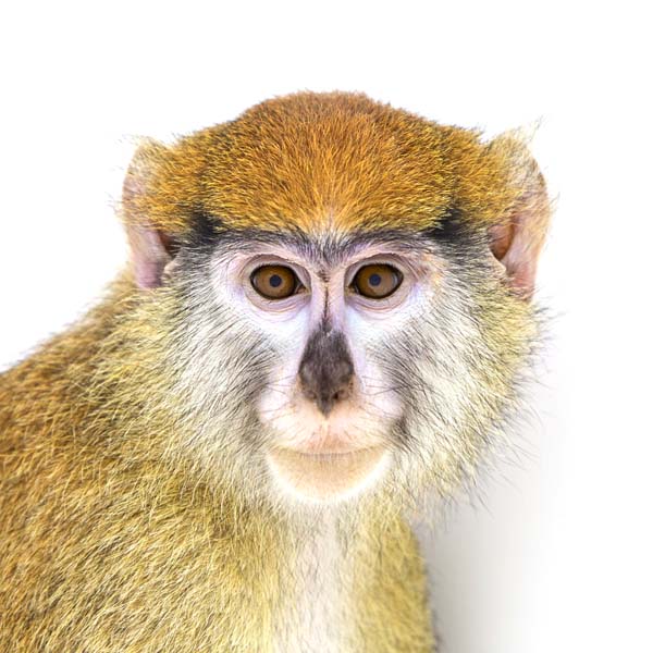 猴年里有位摄影师为30只猴子拍了肖像，让人和它们四目相对