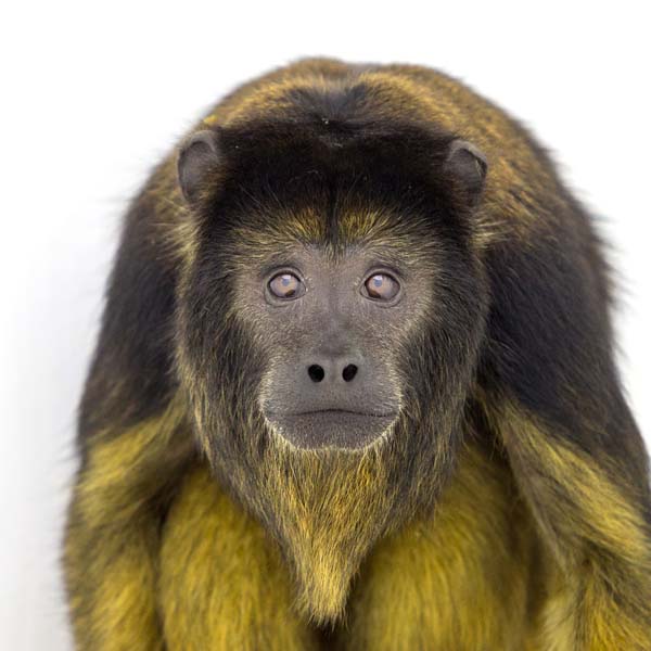 猴年里有位摄影师为30只猴子拍了肖像，让人和它们四目相对