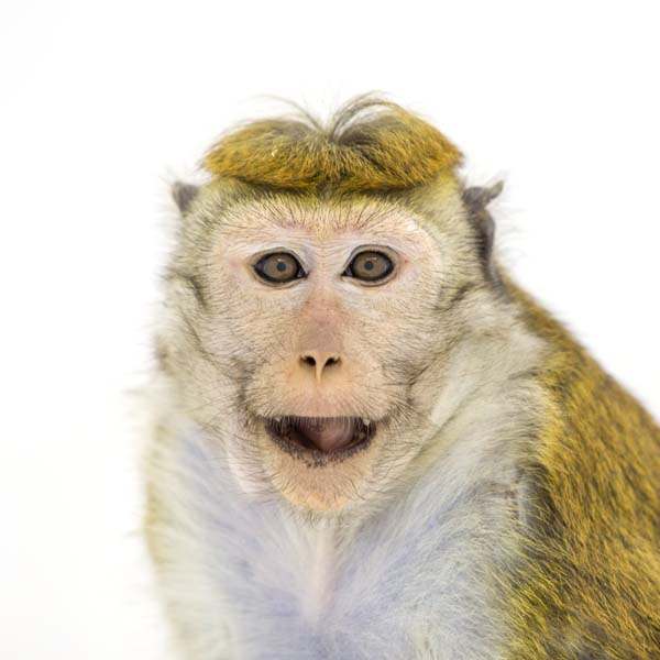 猴年里有位摄影师为30只猴子拍了肖像，让人和它们四目相对