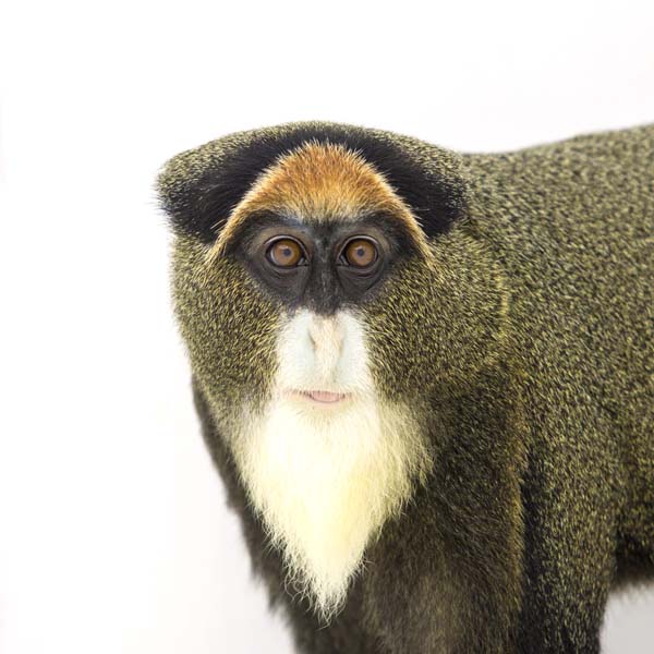 猴年里有位摄影师为30只猴子拍了肖像，让人和它们四目相对