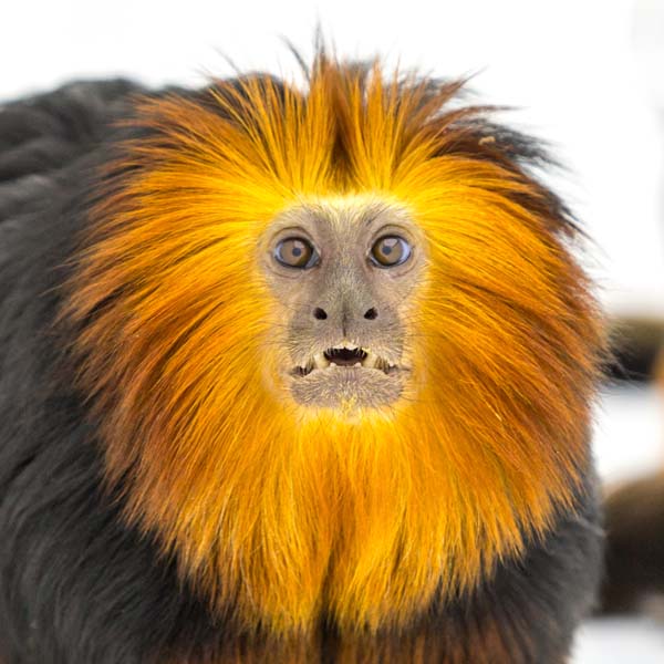 猴年里有位摄影师为30只猴子拍了肖像，让人和它们四目相对