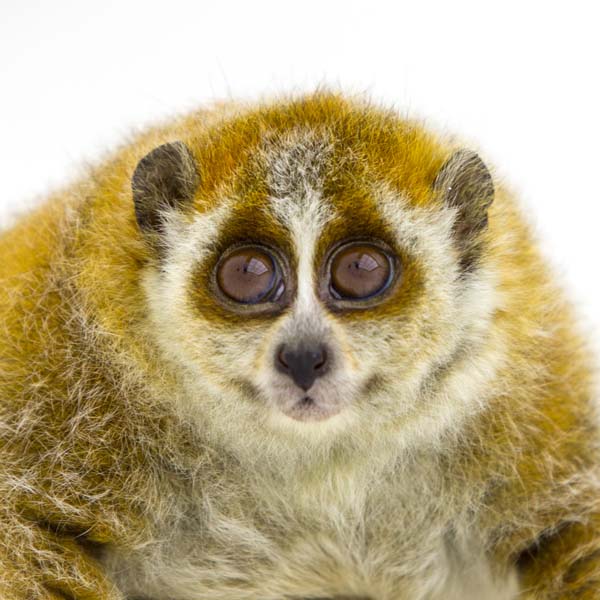 猴年里有位摄影师为30只猴子拍了肖像，让人和它们四目相对