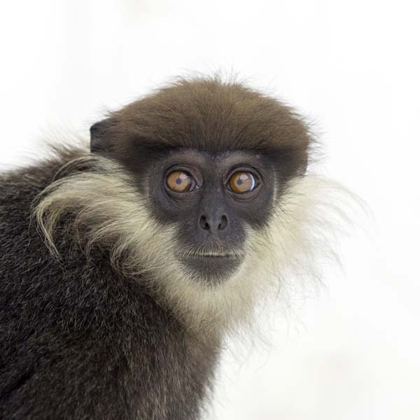 猴年里有位摄影师为30只猴子拍了肖像，让人和它们四目相对