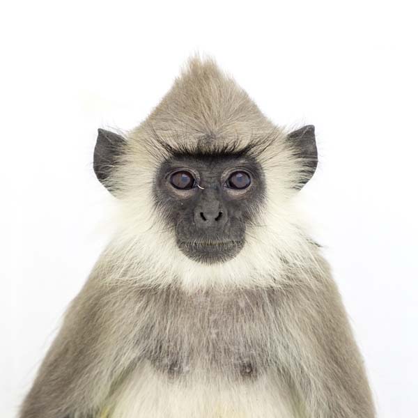 猴年里有位摄影师为30只猴子拍了肖像，让人和它们四目相对