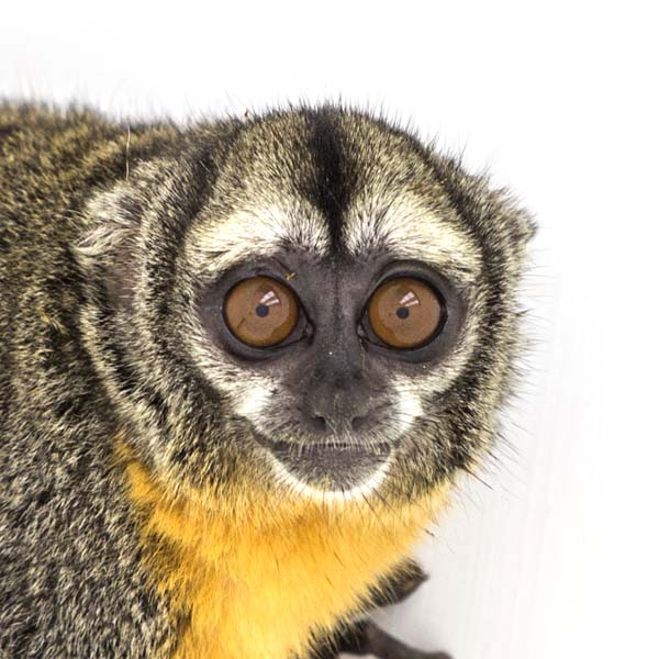 猴年里有位摄影师为30只猴子拍了肖像，让人和它们四目相对