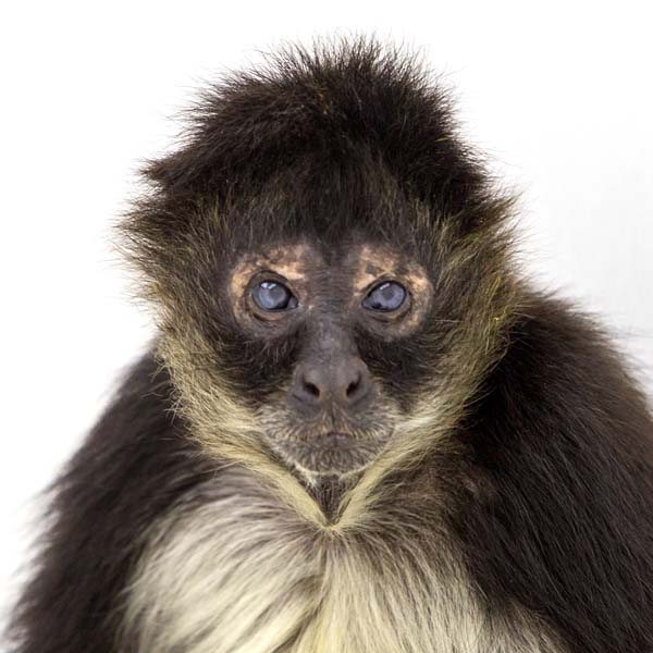 猴年里有位摄影师为30只猴子拍了肖像，让人和它们四目相对