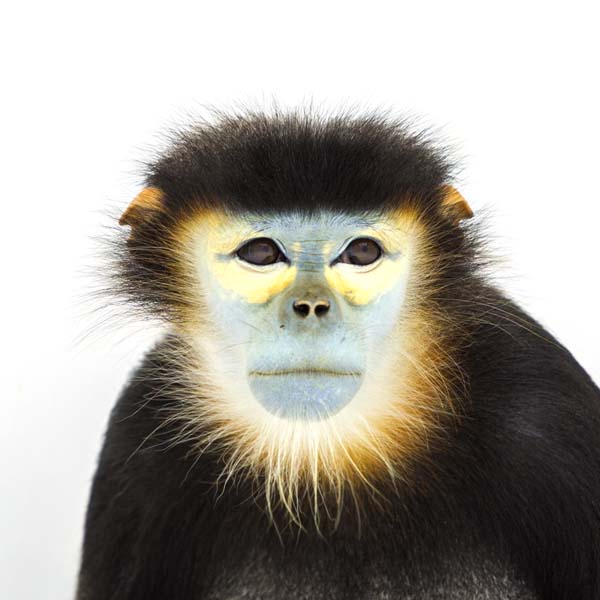 猴年里有位摄影师为30只猴子拍了肖像，让人和它们四目相对