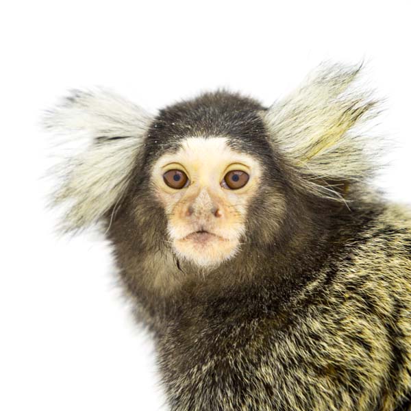 猴年里有位摄影师为30只猴子拍了肖像，让人和它们四目相对