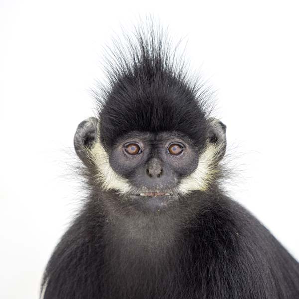 猴年里有位摄影师为30只猴子拍了肖像，让人和它们四目相对