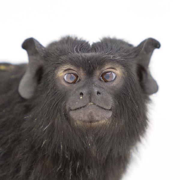 猴年里有位摄影师为30只猴子拍了肖像，让人和它们四目相对