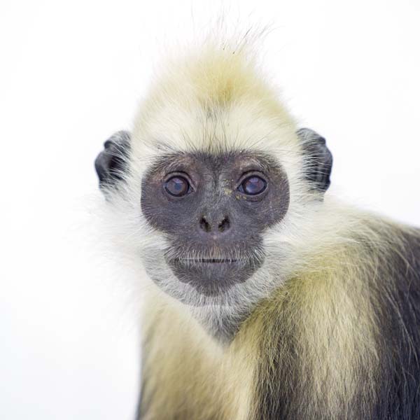 猴年里有位摄影师为30只猴子拍了肖像，让人和它们四目相对