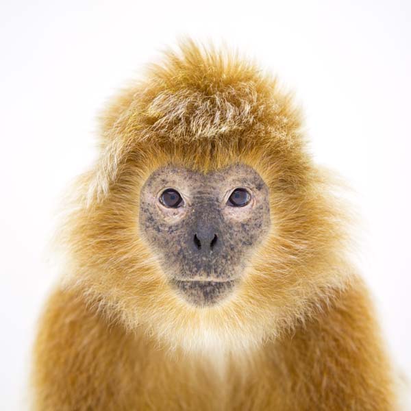 猴年里有位摄影师为30只猴子拍了肖像，让人和它们四目相对