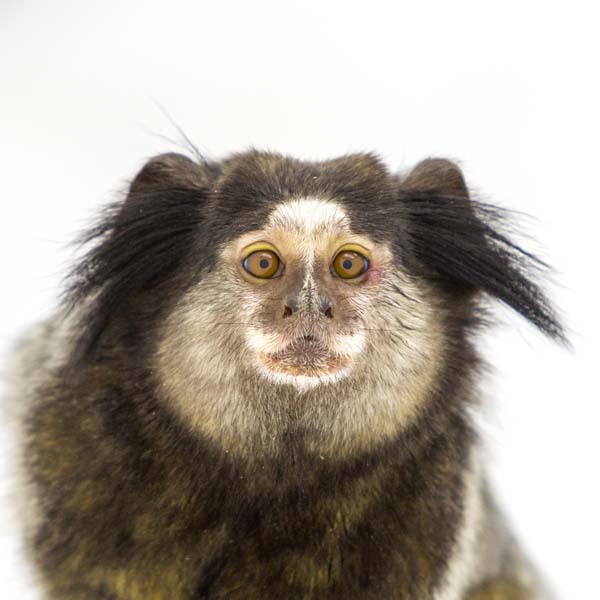 猴年里有位摄影师为30只猴子拍了肖像，让人和它们四目相对