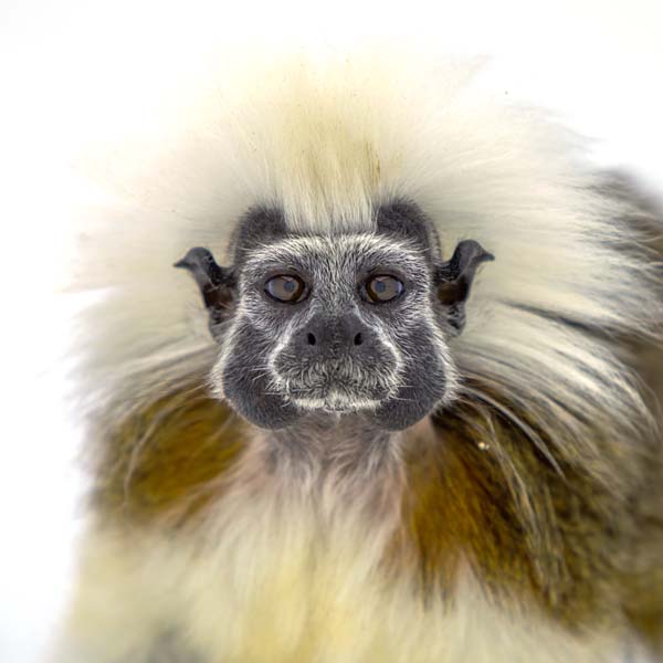 猴年里有位摄影师为30只猴子拍了肖像，让人和它们四目相对