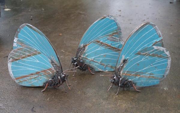 “铁皮青蛙”成了古董，不如来感受一下废铁皮青蛙的艺术感