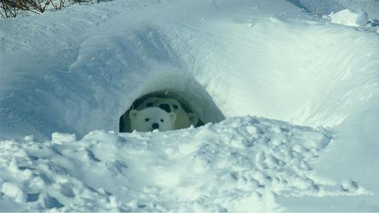 澎湃联播|“霸王”寒潮突袭，在寒夜里抖腿无眠