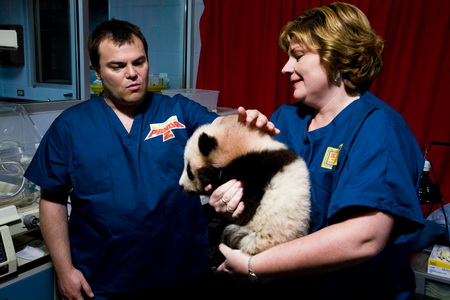 专访｜这个美国小胖子就是熊猫阿宝嘛