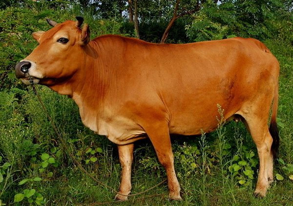 澎湃联播|叫你一声黄牛，你敢答应吗