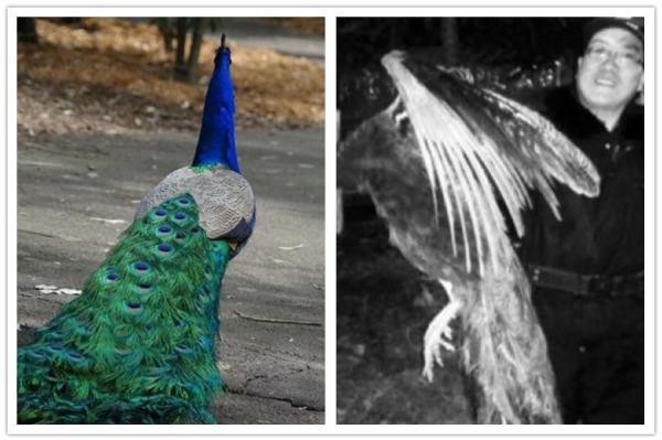 每日一词：“冻成孔雀”