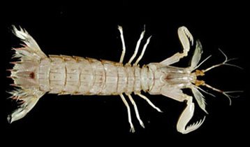 娱评｜猴年春晚必须要有猴王，龙年春晚是不是还得请皮皮虾