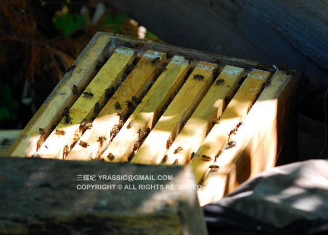 跟着养蜂人，体验一次蜂蜜的诞生