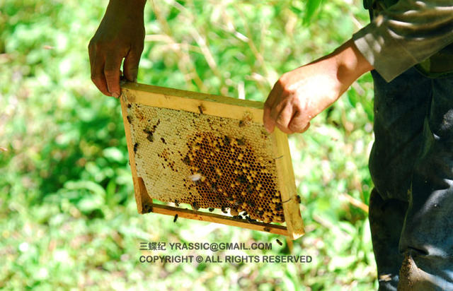 跟着养蜂人，体验一次蜂蜜的诞生