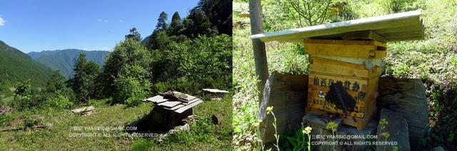 跟着养蜂人，体验一次蜂蜜的诞生