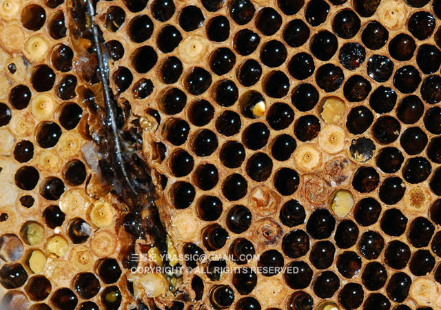 跟着养蜂人，体验一次蜂蜜的诞生