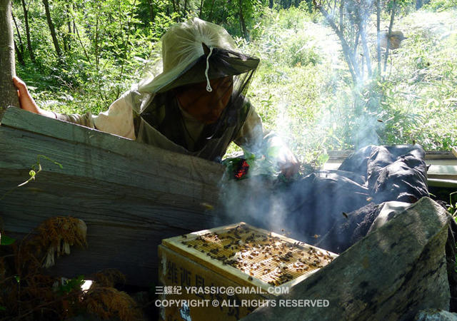 跟着养蜂人，体验一次蜂蜜的诞生