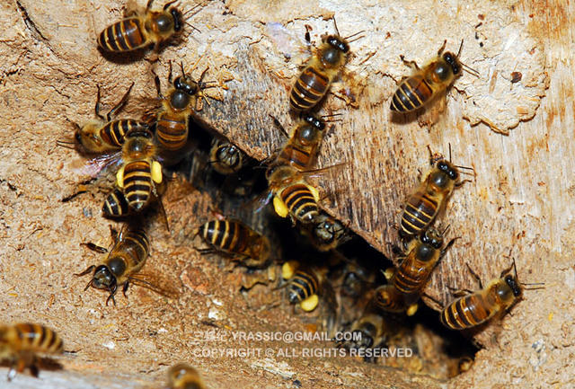 跟着养蜂人，体验一次蜂蜜的诞生